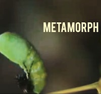 a caterpillar with the words metamorphosis on it